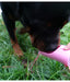 Portable Pet Water & Treat Bottle