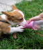 Portable Pet Water & Treat Bottle